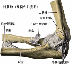 肘の構造